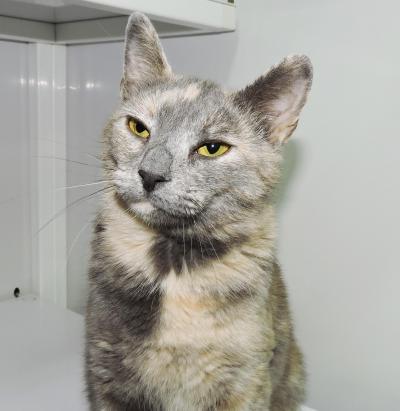 Cat of the Week – Penelope large