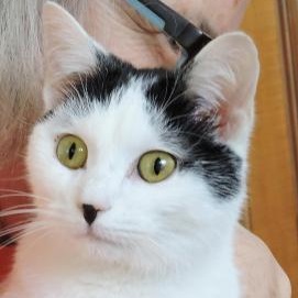 Cat of the Week – Joule small