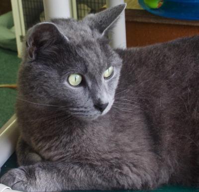 Cat of the Week – Cagney large