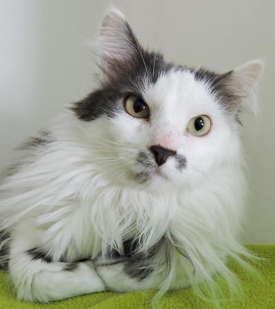 cat-of-the-week-lennon-large