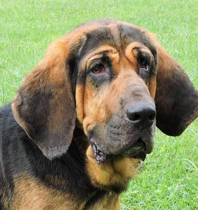 Coonhounds – Full of Personality
