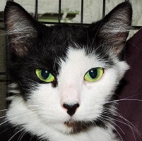 cat-of-the-week-chrissie-small