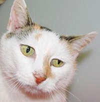 cat-of-the-week-tabitha_small