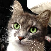 Cat of the Week – 11-21-16
