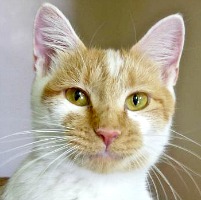 Cat of the Week – Ginger small