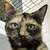cat-of-the-week-pecan-small