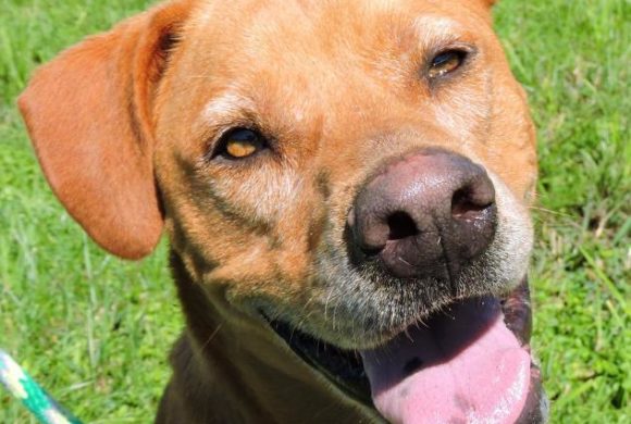 Video:  Handsome & Smart Hudson