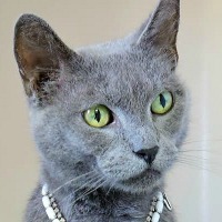 Cat of the Week – 02-27-17