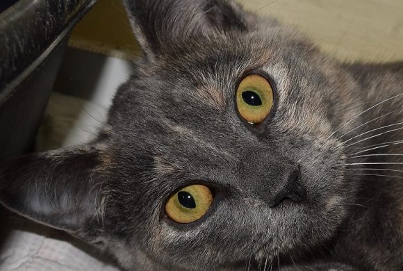 Cat of the Week – Pepper