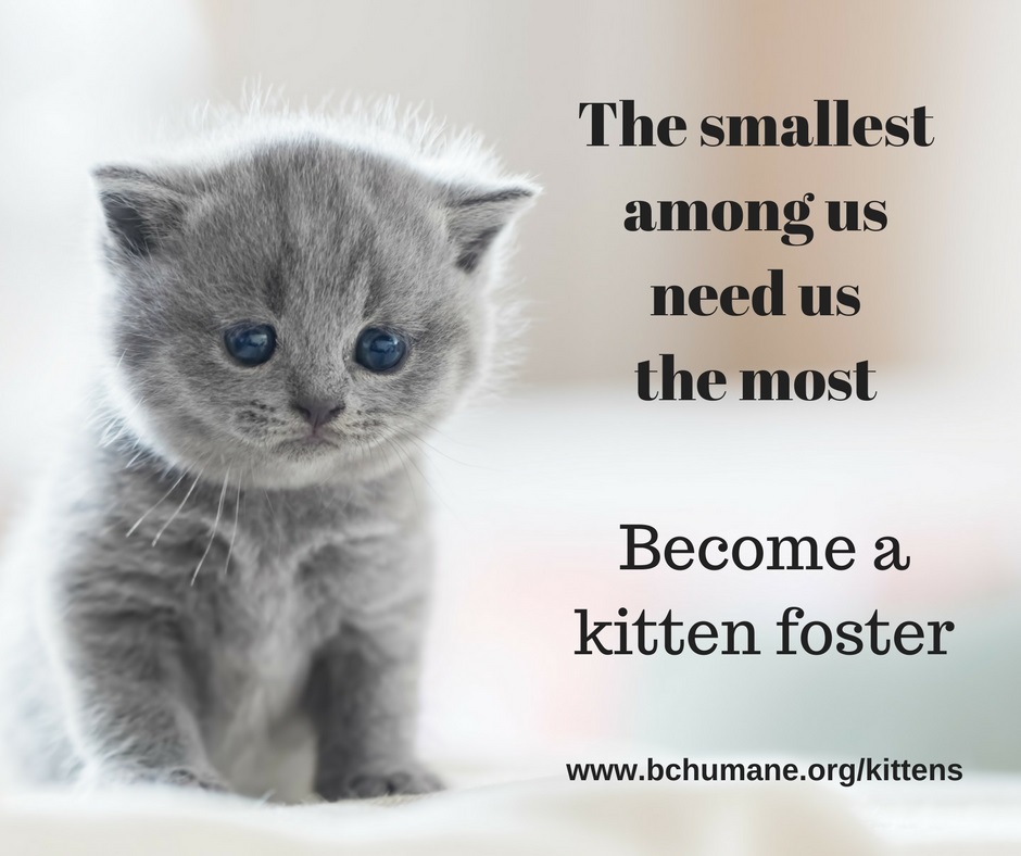 Brown County Humane Society Kitten Foster Care