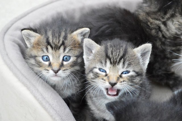 Kittens1