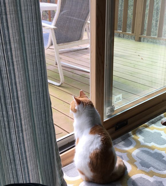 Brown County Humane Society Should I Let My Cat Outside?