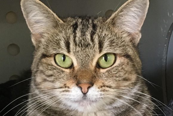 Cat of the Week – Aretha Cat of the Week – Aretha