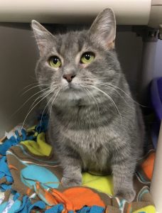 Cat of the Week - Baby Spice