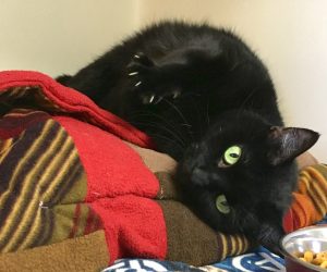 Cat of the Week - Batman