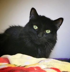 Cat of the Week - Fuzz