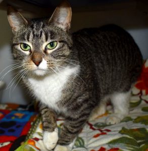 Cat of the Week - Gretel