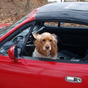 Dog in a car