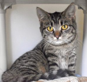 Cat of the Week - Tory