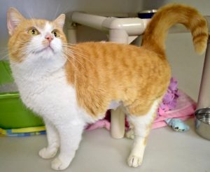 Cat of the Week - Heart