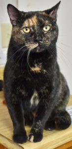 Cat of the Week - Magpie