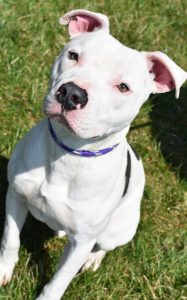 Dog of the Week - Petey