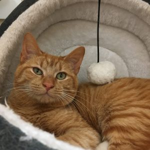 Cat of the Week - Black Jack