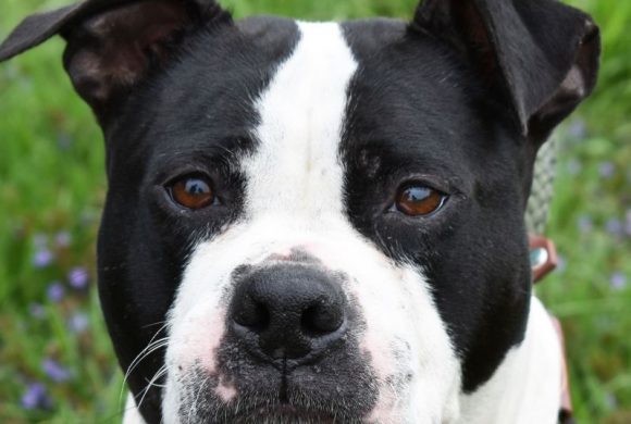 Dog of the Week – Daisy