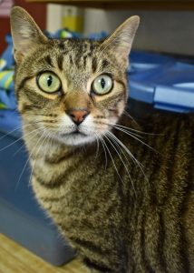 Cat of the Week - Mister