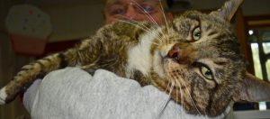 Cat of the Week - Merle