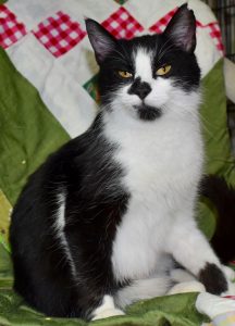 Cat of the Week - Cher