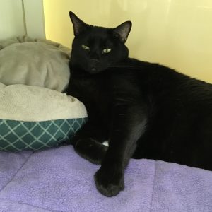 Cat of the Week - Danny