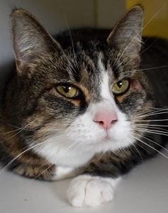 Cat of the Week - Mia