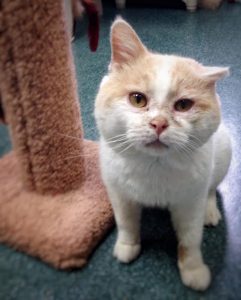 Cat with damaged ear