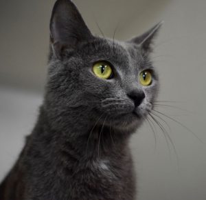 Cat of the Week - Wiggles