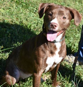 Dog of the Week - Brownie