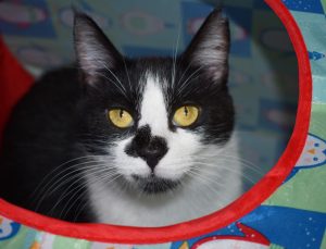 Cat of the Week - Cher