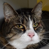 Cat of the Week – Mia