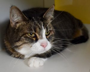 Cat of the Week - Mia