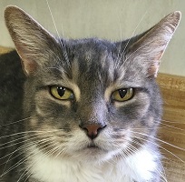 Cat of the Week – Rascal