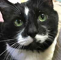 Cat of the Week – Charlie