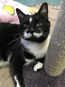 Cat of the Week - Charlie