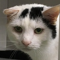 Cat of the Week – Patches