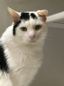 Cat of the Week - Patches