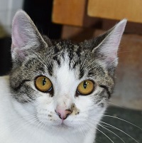 Cat of the Week – Peggy Sue