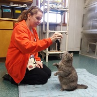 How to Train Your Cat How to Train Your Cat