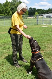 Volunteer training a dog to sit