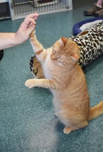 Cat giving a high-five