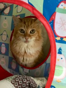 Cat of the Week - Tuesday