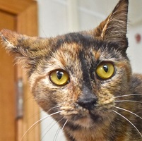 Cat of the Week – Godiva